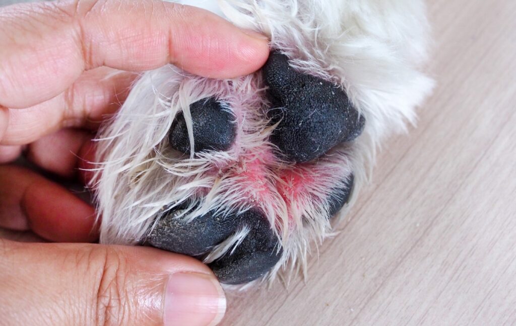 Contactdermatitits bij honden: een huidprobleem dat veel voorkomt