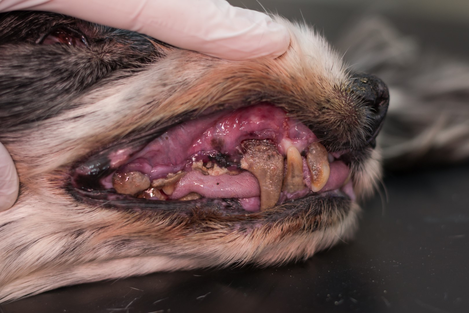 Tandheelkunde bij honden: deze hond heeft een uitgesproken tandvleesontsteking (rood en gezwollen tandvlees) en tandsteen (bruine aanslag op de tanden).