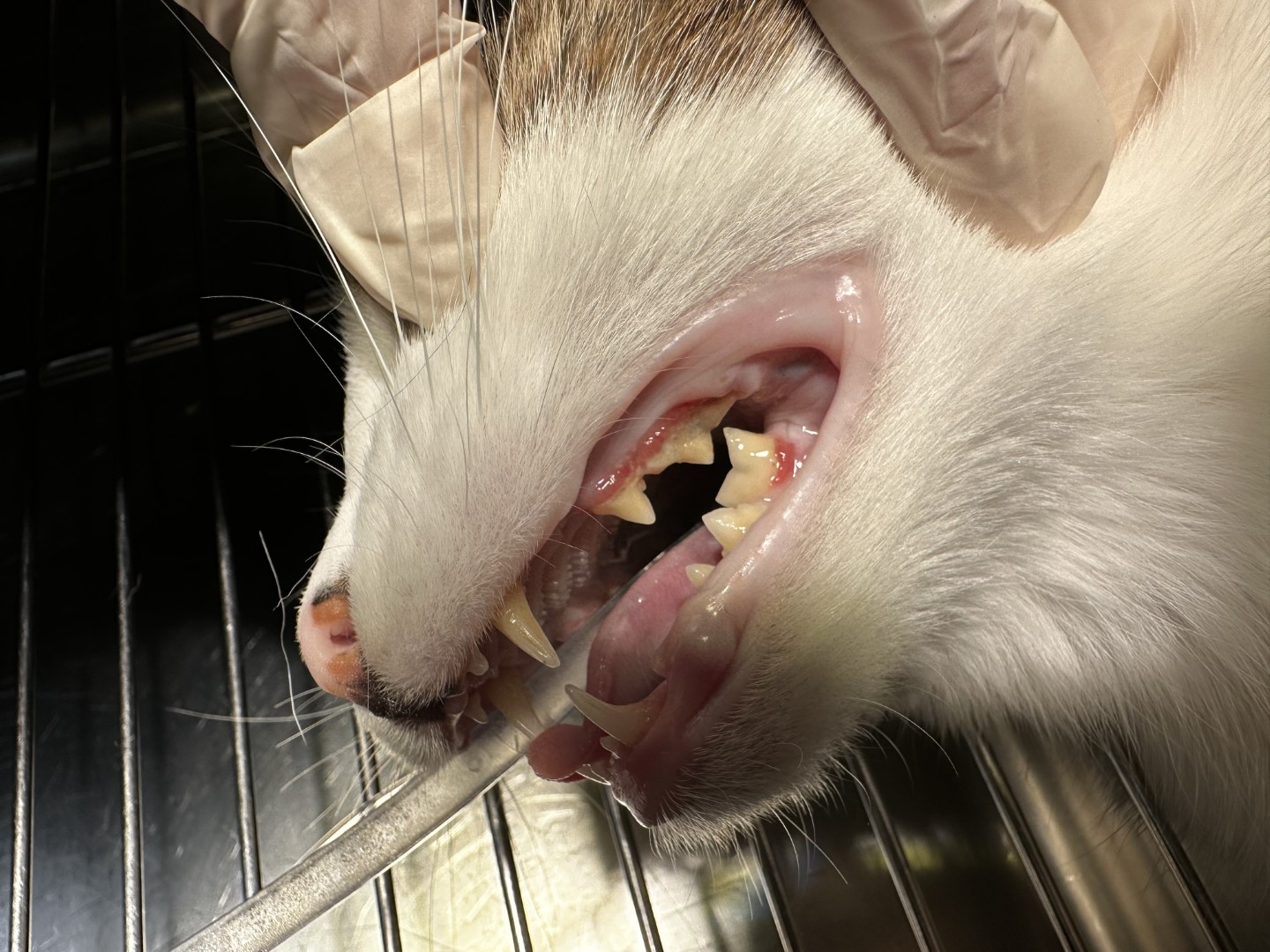 kat met gingivitis: tandvleesontsteking en tandsteen