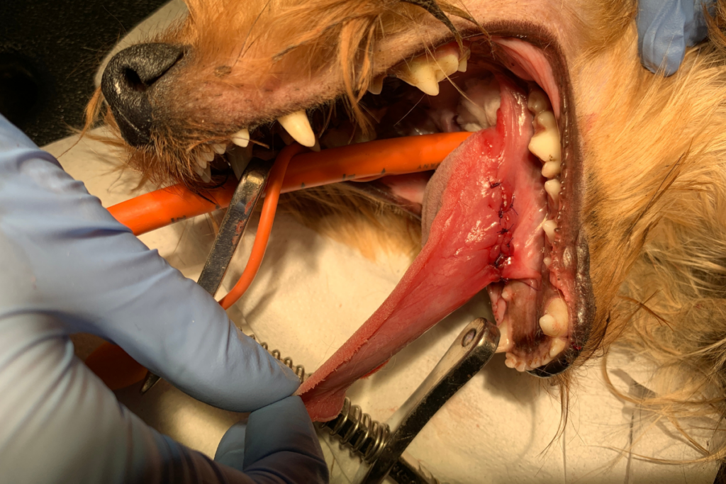 Chirurgisch verwijderen van vreemd voorwerp bij honden
