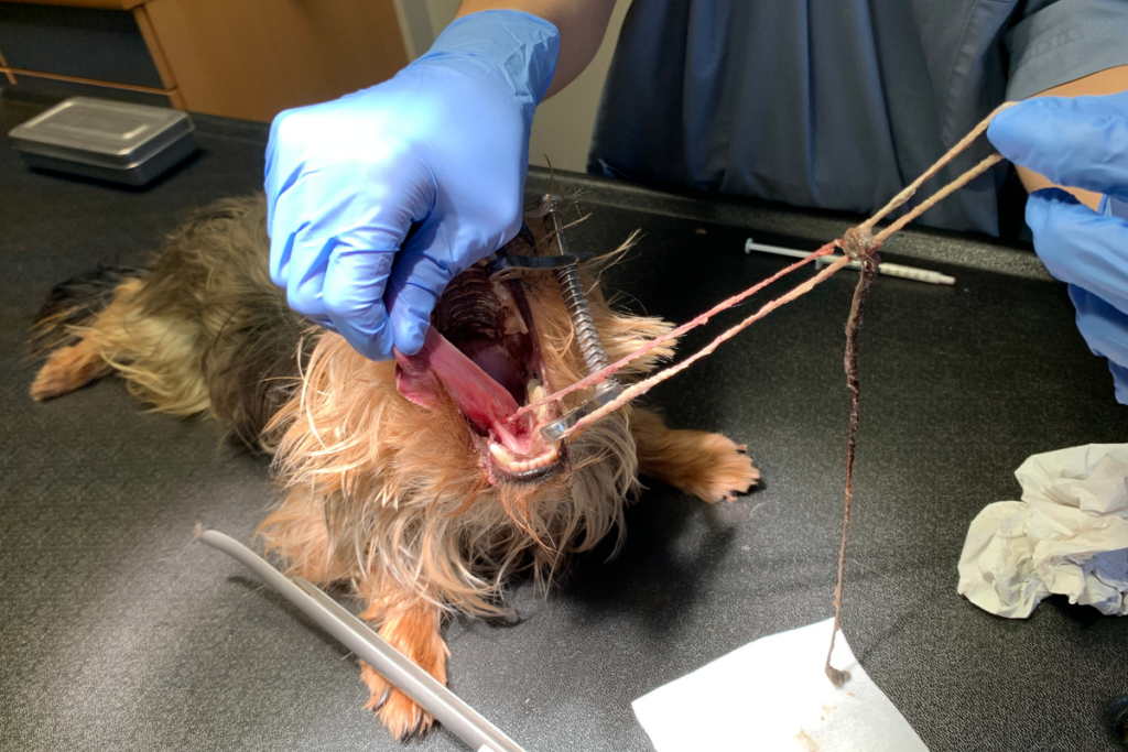 Chirurgie: opereren hond verwijderen voorwerp