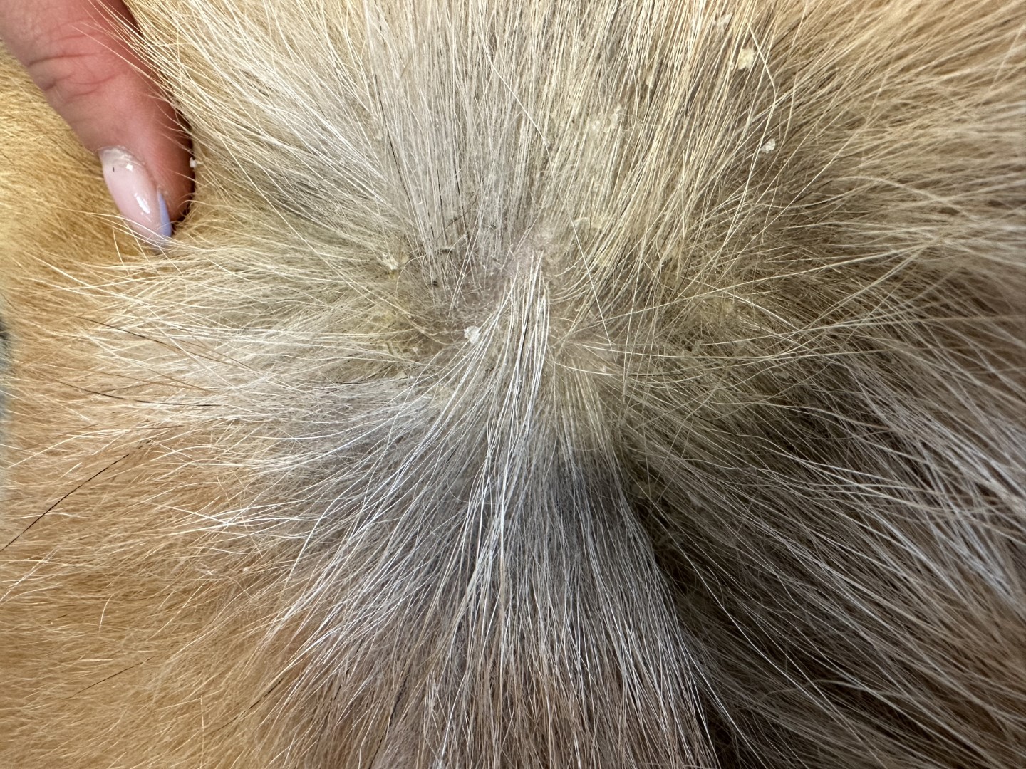 schilfers bij hondenras Akita: huidaandoening door allergie