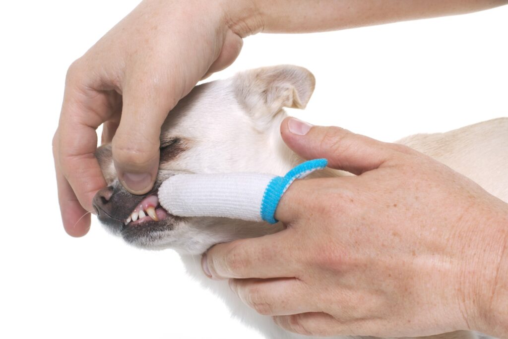 tandheelkunde tip van de dierenarts: hoe tanden poetsen bij honden