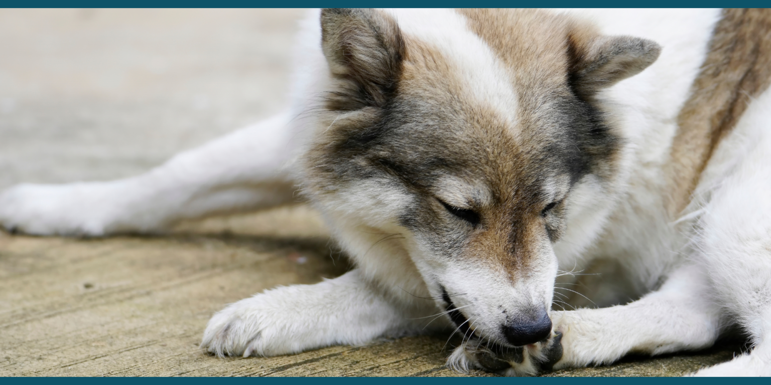 10 meest voorkomende huidproblemen bij honden Dierenarts