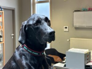 hond met chronische diarree terug gezond
