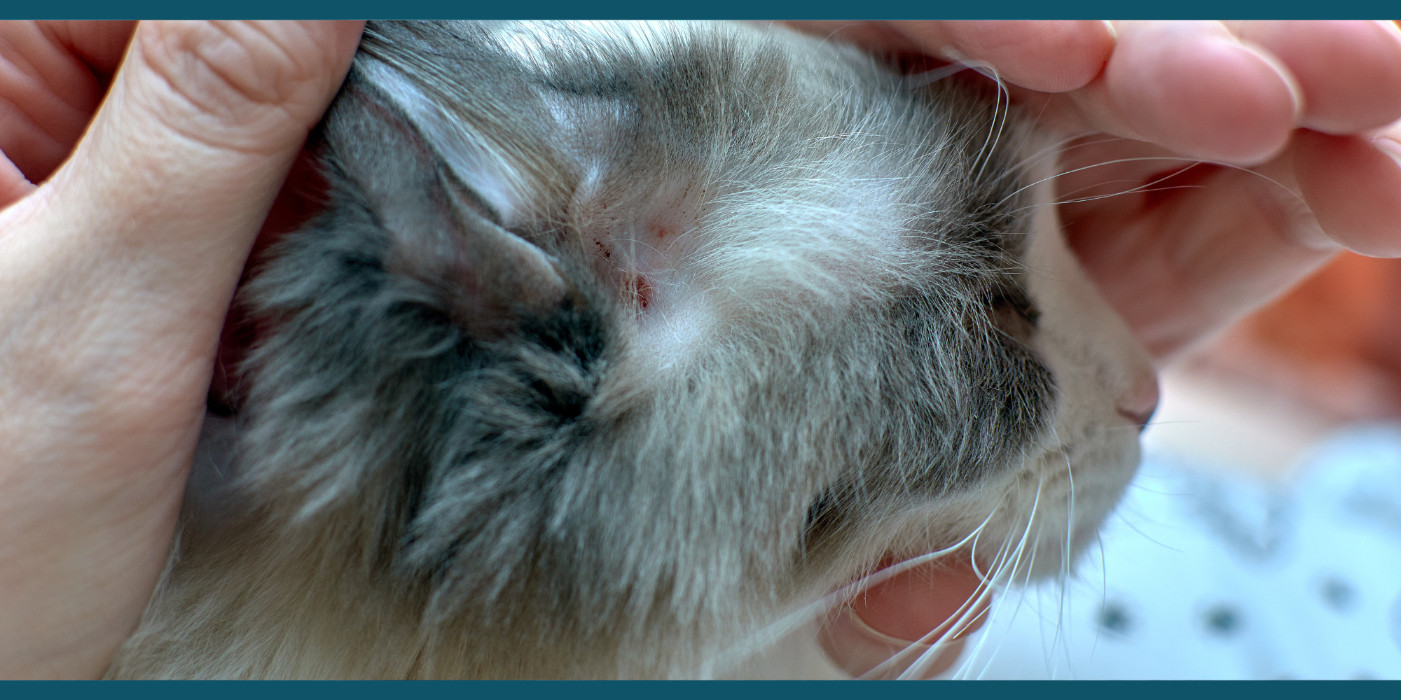 kat met jeuk aan oor: verschillende oorzaken - dierenartsenpraktijk Den Ast Oudenaarde