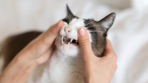 kat met tandproblemen kan aanleiding geven tot vermageren, zelfs op korte termijn